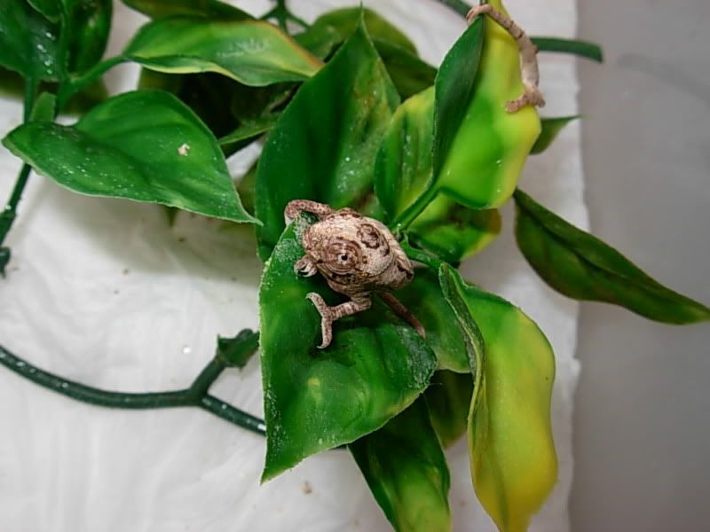 DSCN4467.jpg