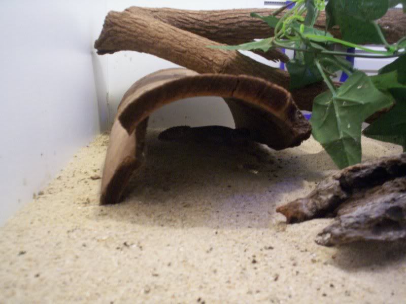 geckos006.jpg