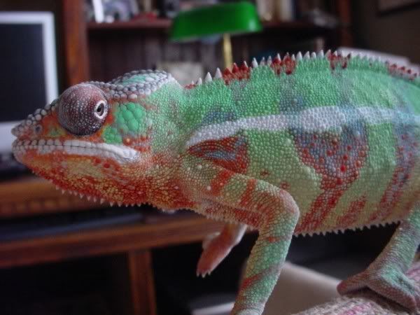 ChameleonsFeb26th07006.jpg