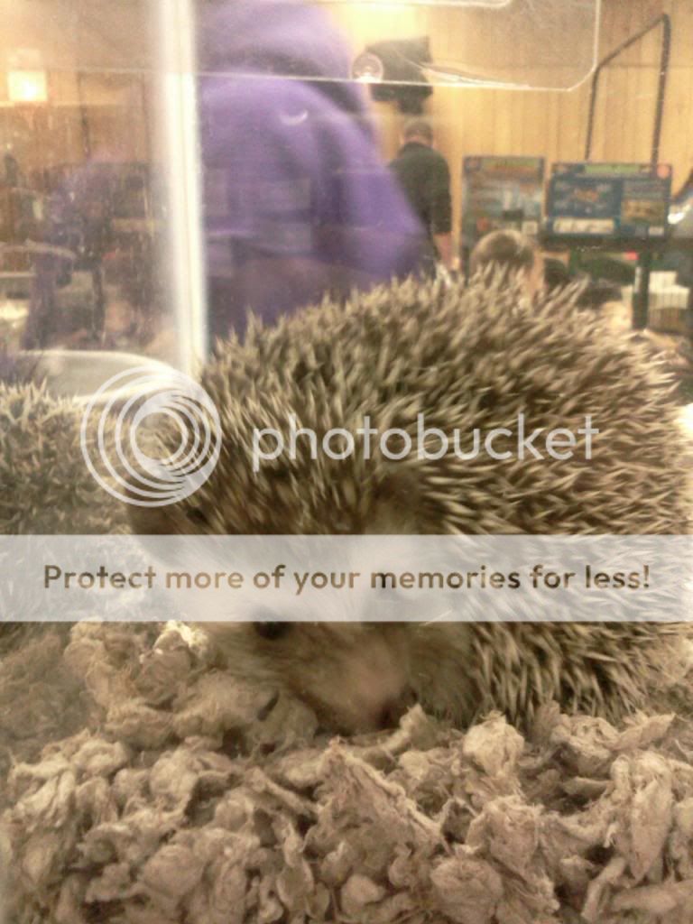 IMG644_zps164b09fd.jpg