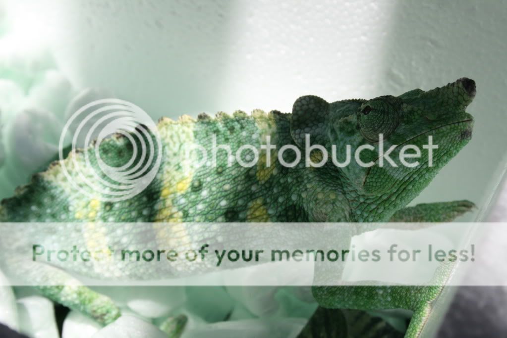 eospics9-19-09001-8.jpg