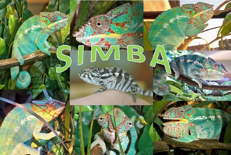 SimbaCollage.jpg