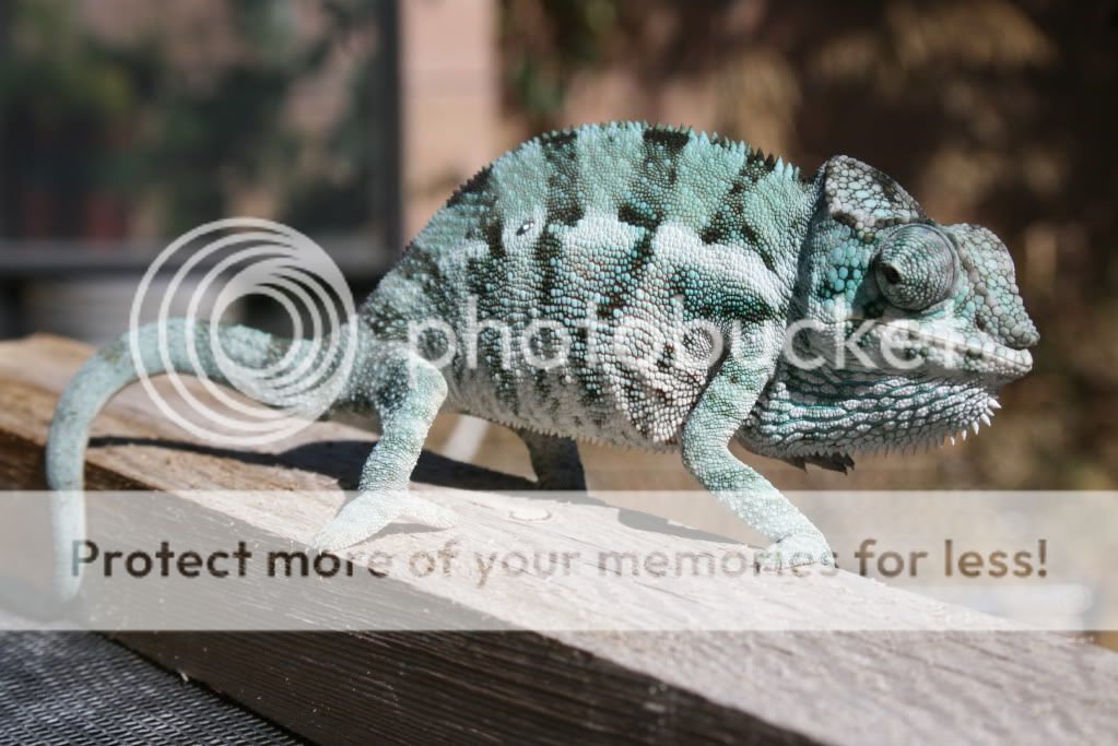 eospics9-19-09008-5.jpg