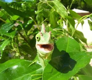 Peeking-1-1.jpg