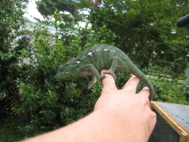 Picture1137173.jpg