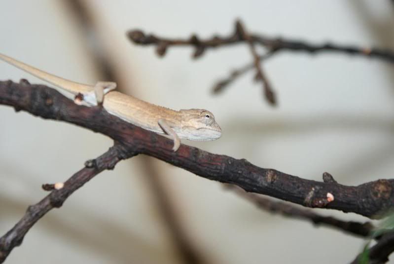 bitaeniatus_baby.jpg