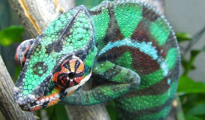 CopyofCopyofMaleFurcifer2002-1.jpg