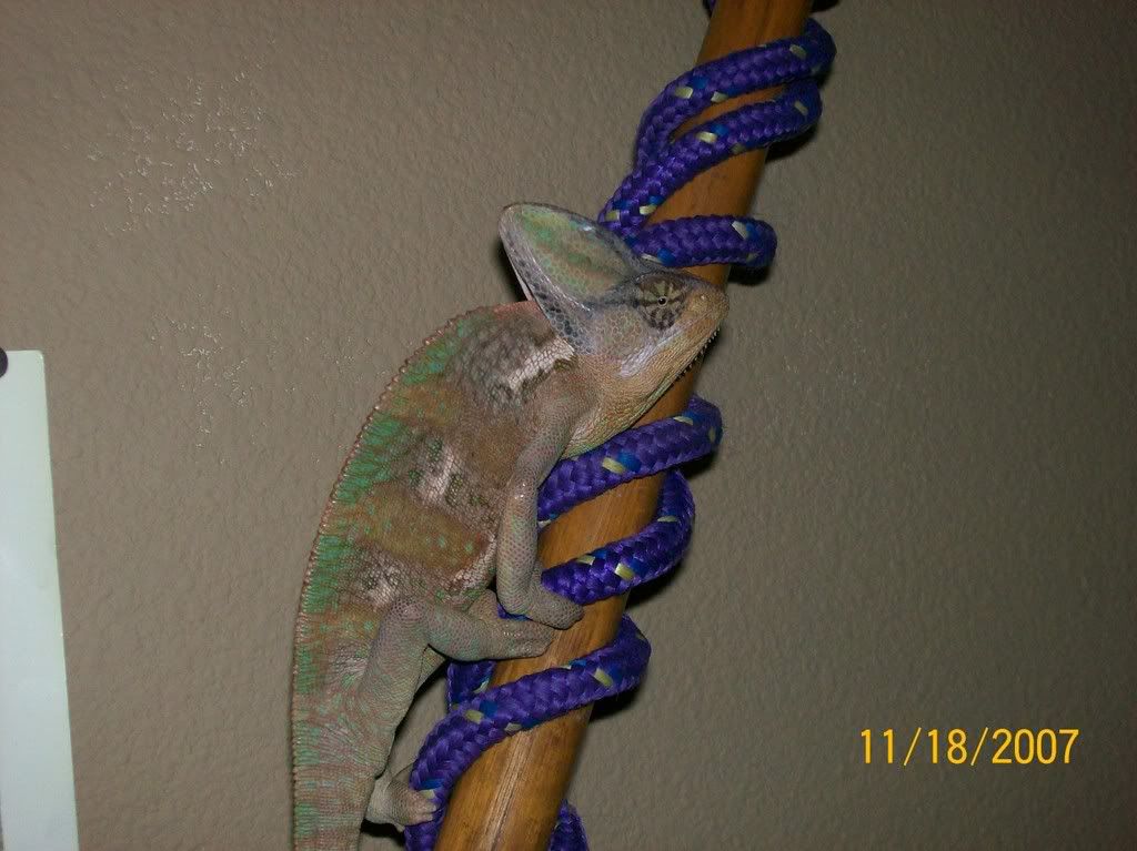 tarzan1.jpg