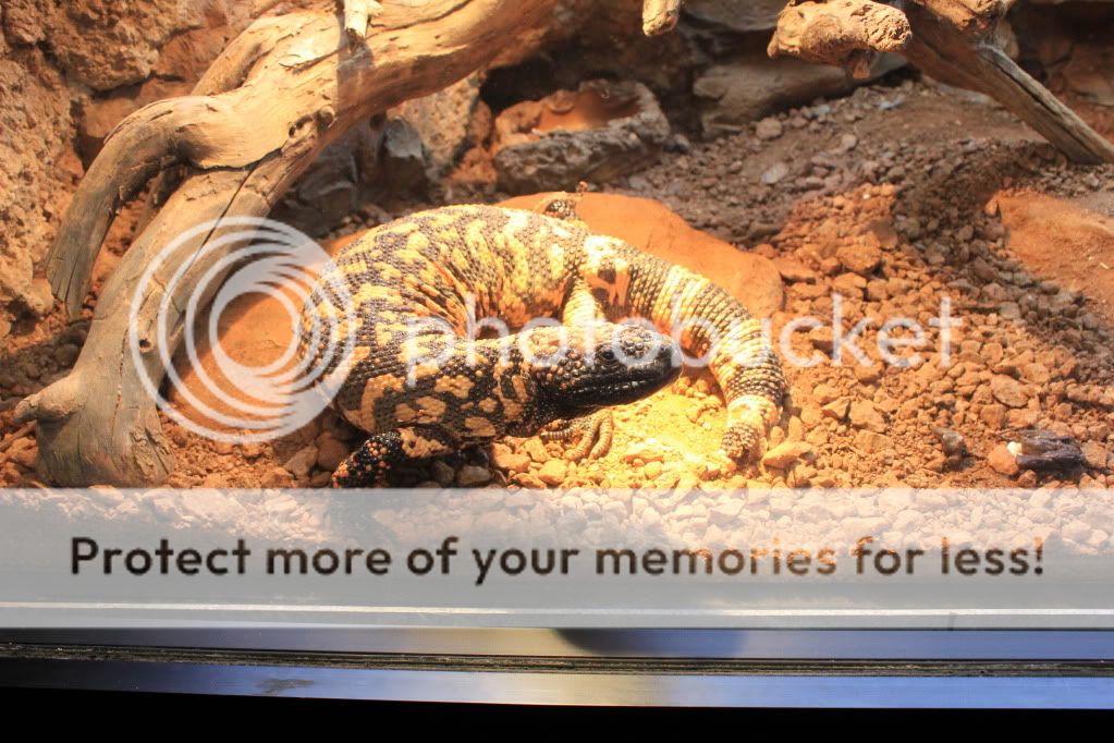 Dayattheftworthzoo100.jpg