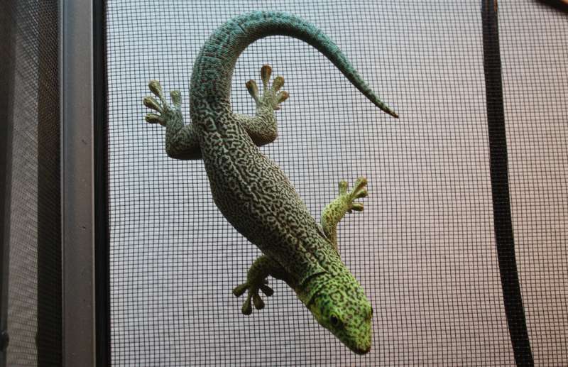 standingsgecko1.jpg