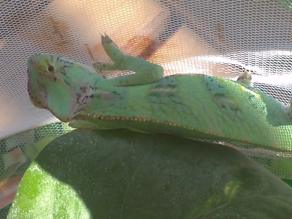 IMG_20110908_142553.jpg
