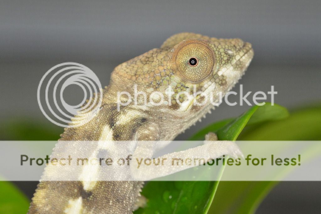 DSC_7261.jpg