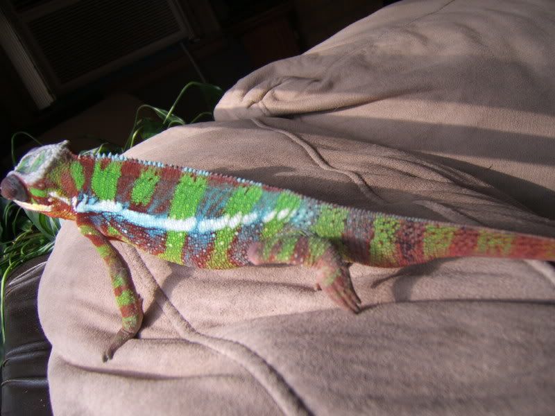 Stevetail006.jpg