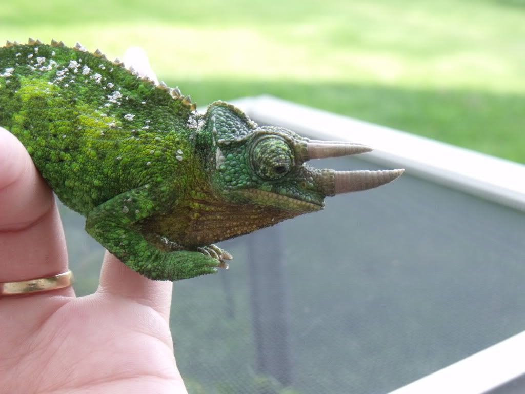 2010_0520chams0006.jpg