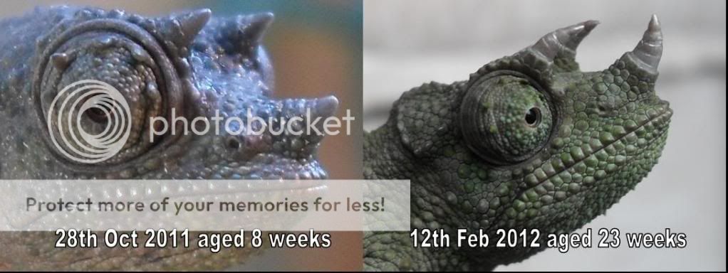 8wksto23wks.jpg