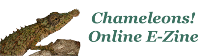E-Zine%20Logo.png
