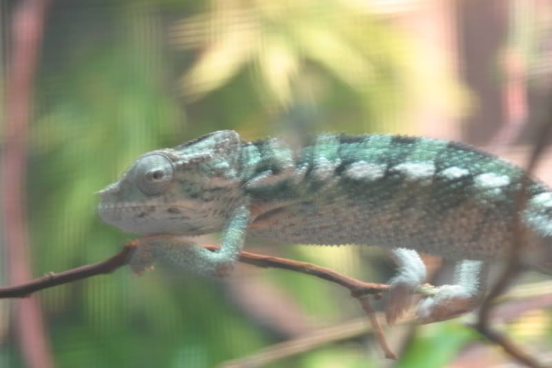 Sept1stChameleon003.jpg