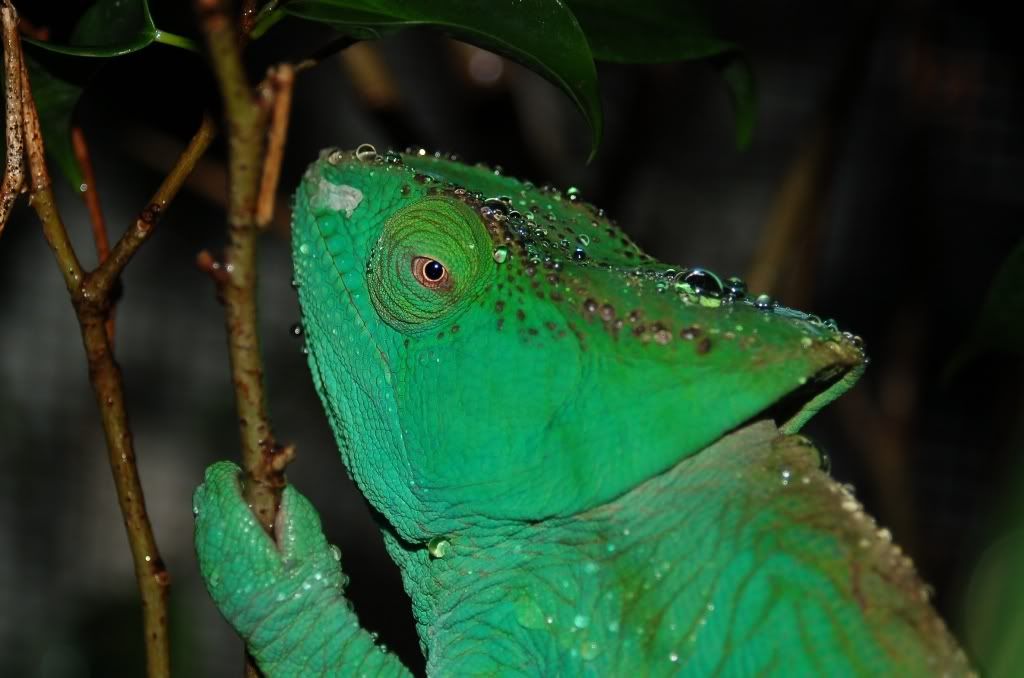 DSC_0086a.jpg