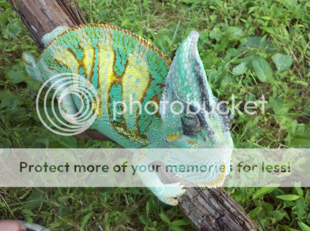 2011-08-08_17-47-31_514.jpg
