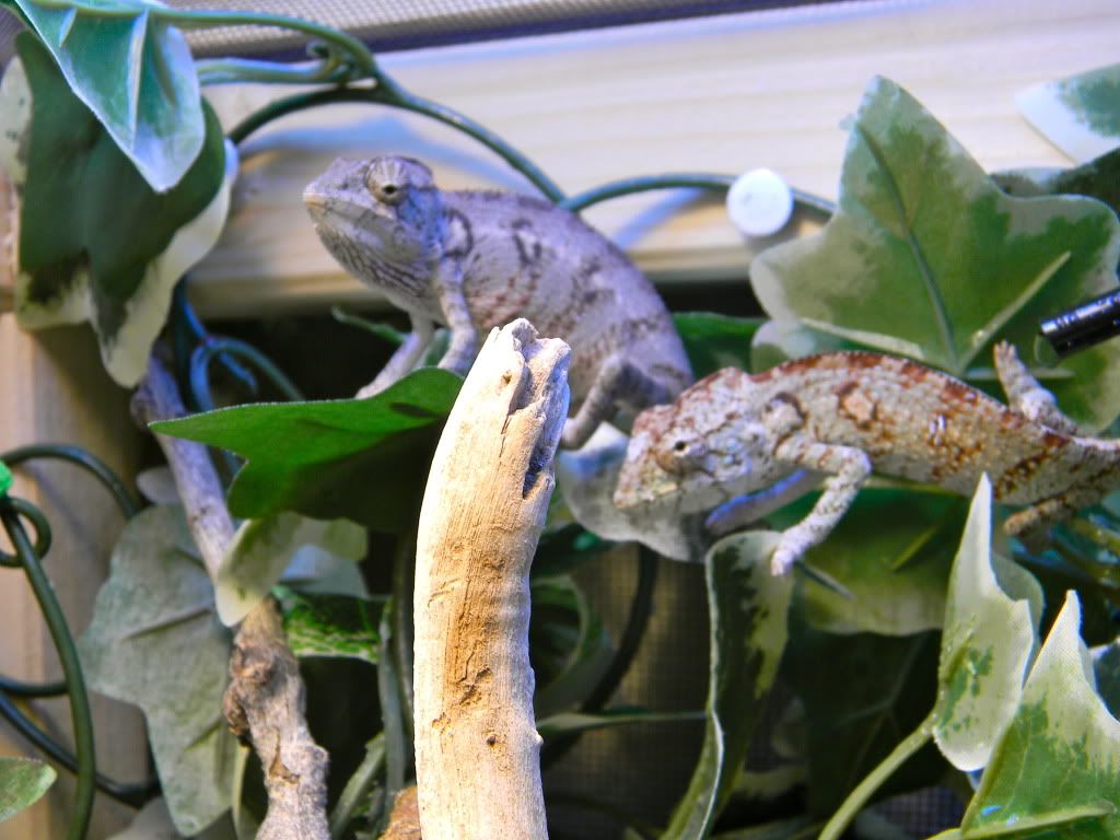DSCN0470.jpg