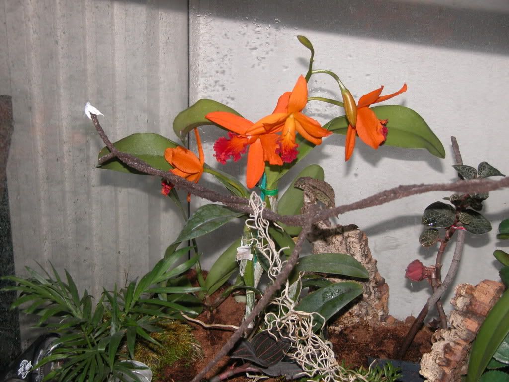 GarbanzoandorchidFeb2010.jpg