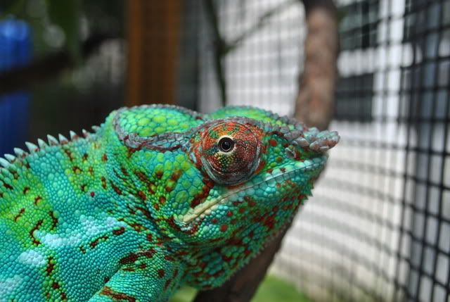 DSC_00455.jpg