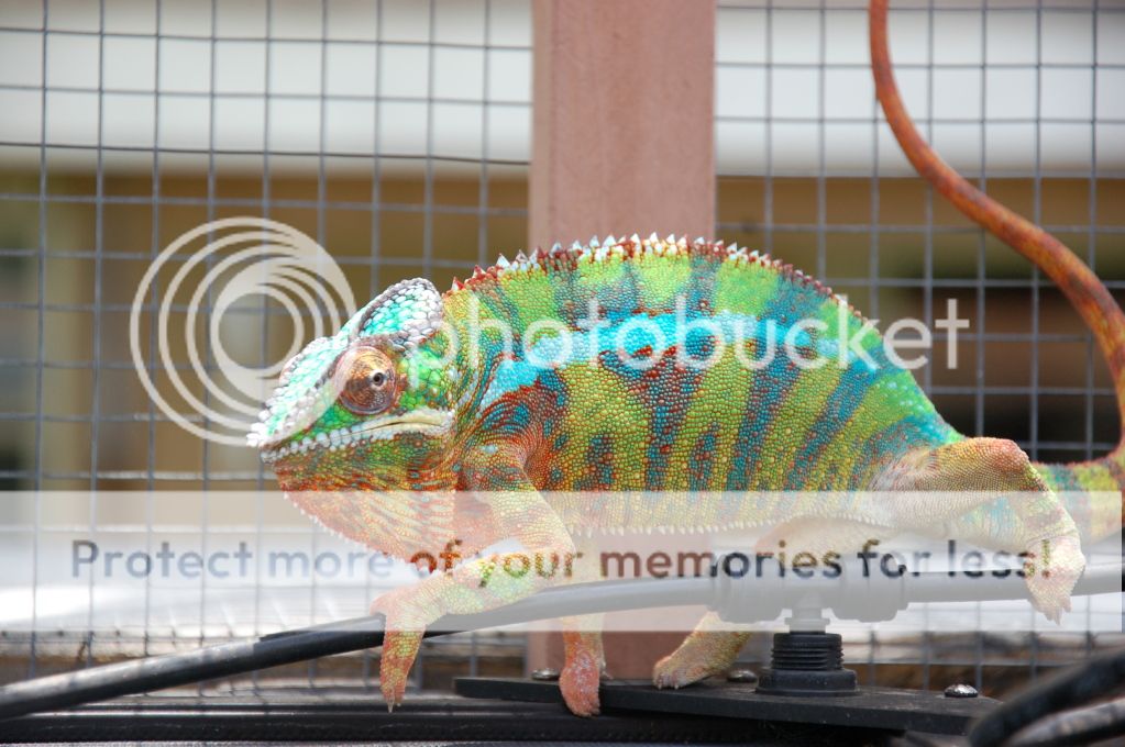DSC_0463.jpg