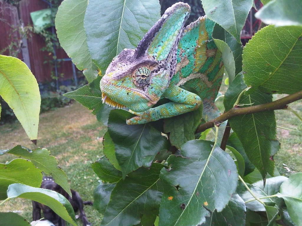 IMG00936-20110802-1246.jpg