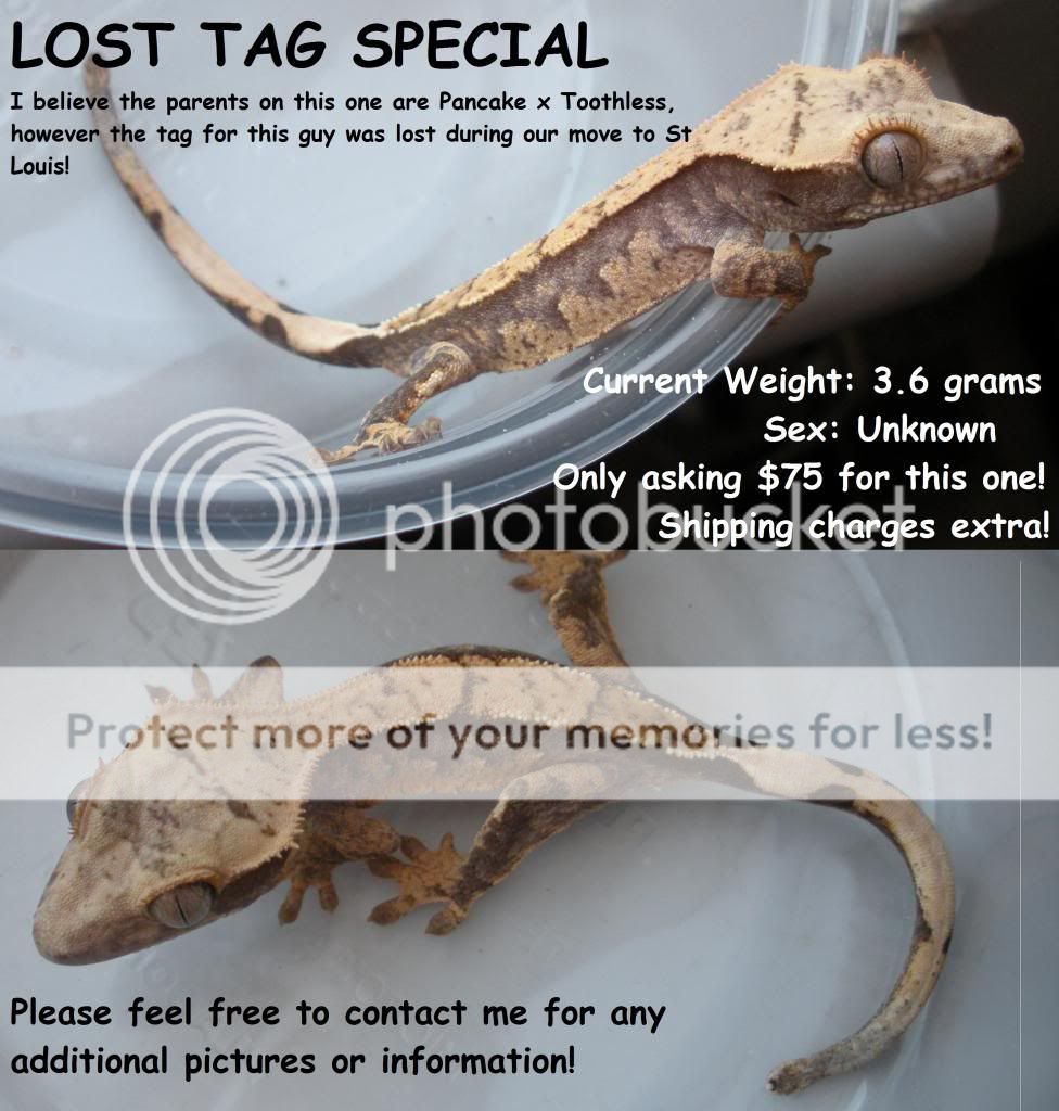 LostTag_zps61fefc1c.jpg
