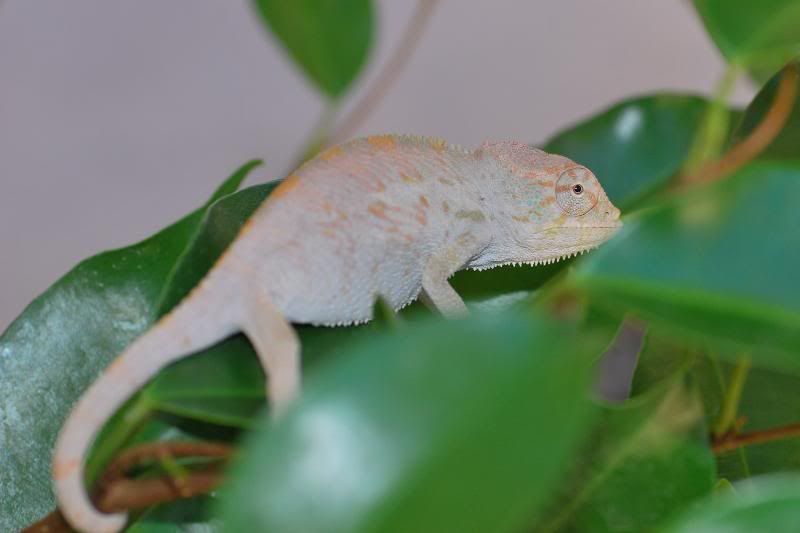 stinkeye.jpg