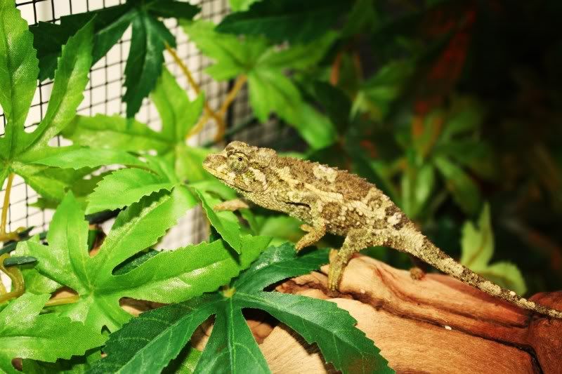 chameleon004.jpg