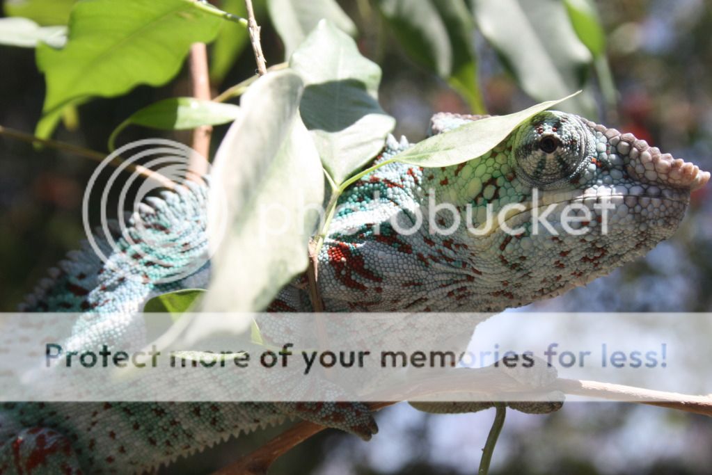 bobbiesboy023.jpg