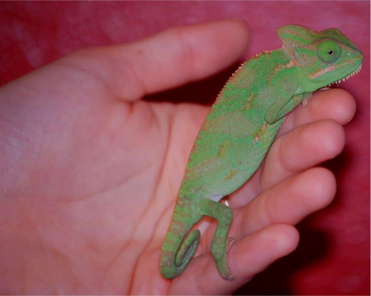 Rango010-1.jpg