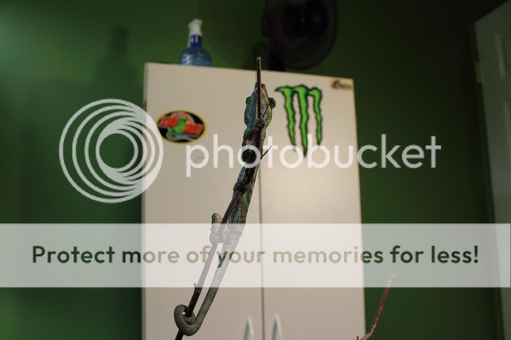 DPP_0070_zps63f55696.jpg