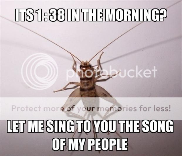 Cricket_zpsce224fab.jpg