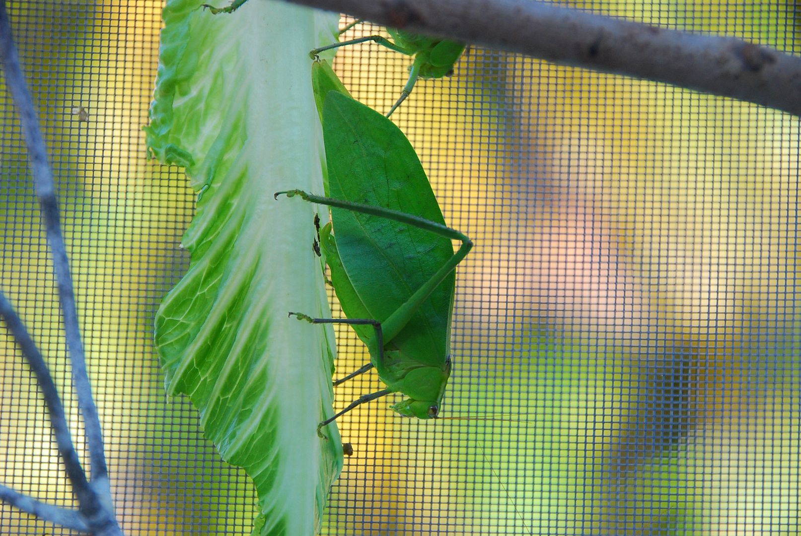 Heras1stoutingMufasasnetKatydidsSadie6312015.jpg