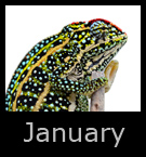 january.jpg