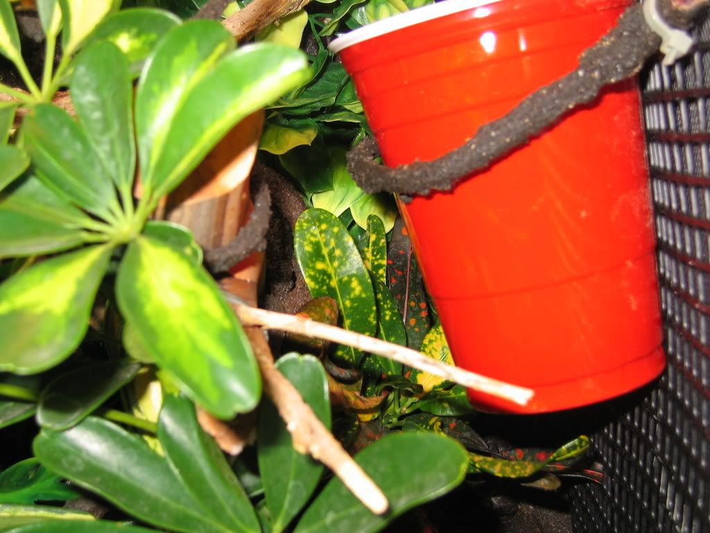 weddinghalloweennewcage036.jpg