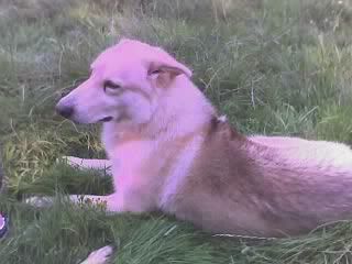 maxdog.jpg