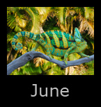 june.jpg