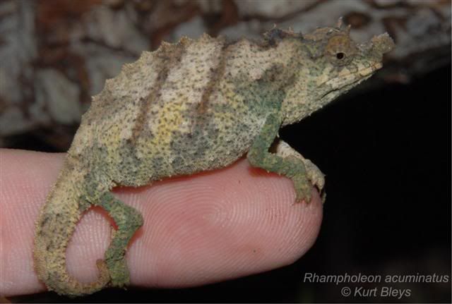 Rhampholeonacuminatus2Small.jpg