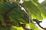Rainforestcham1.jpg