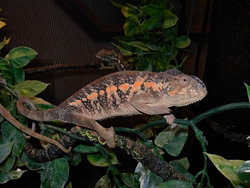 DSCN6018.jpg