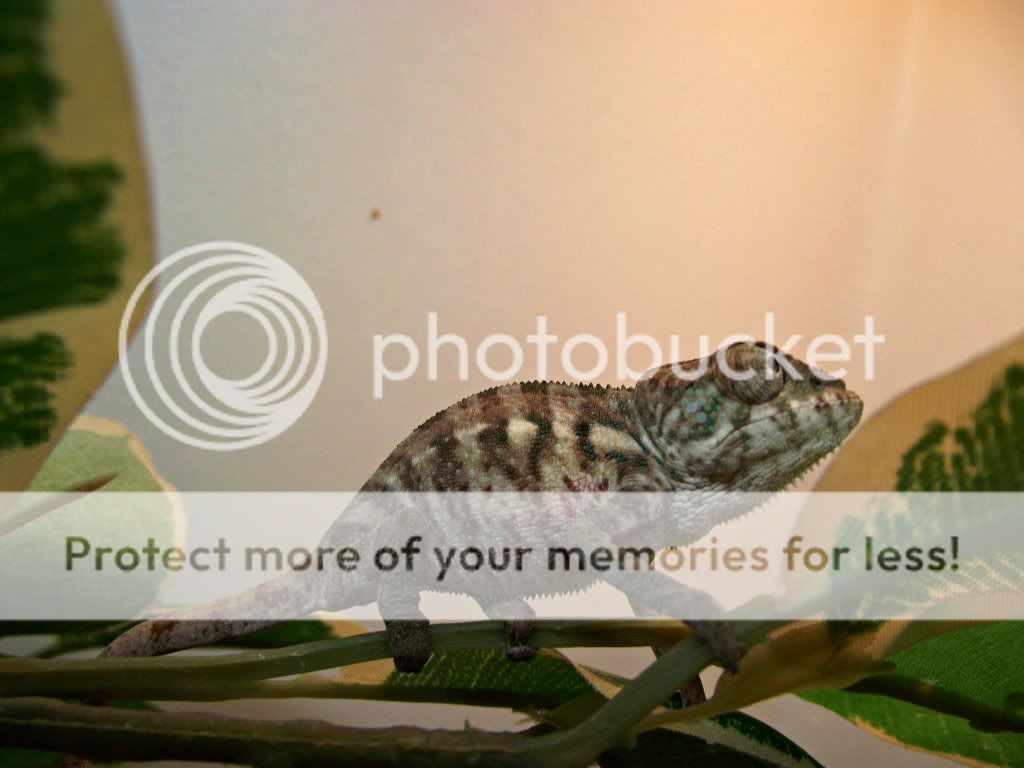 DSCF0517.jpg