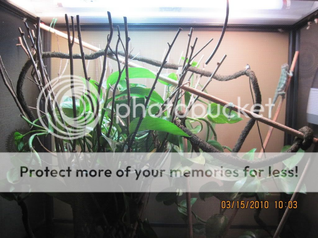 winter2009-2010012.jpg