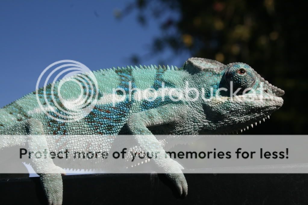 eospics9-19-09006-15.jpg