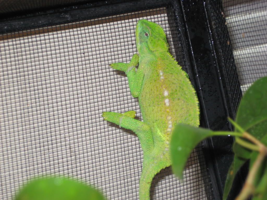 IMG_0599.jpg