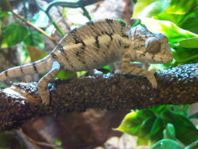 chameleon3011.jpg