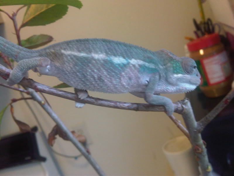 chameleon4173.jpg
