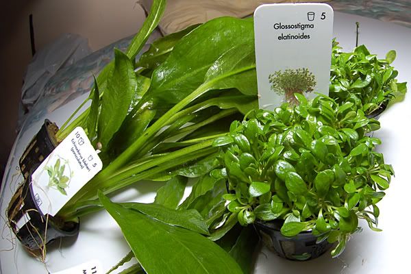 plants2.jpg